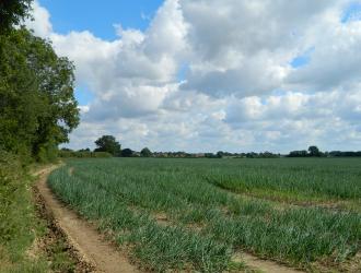 Levington Lane Field