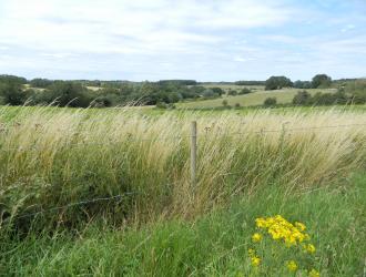 open fields