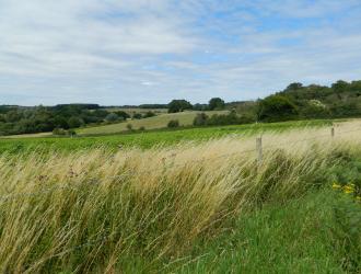 open fields