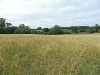 meadow
