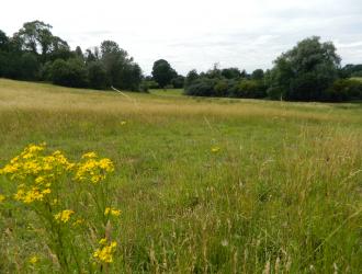 meadow