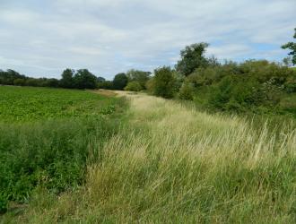crops in field