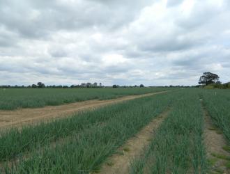 Tenth Lane onions