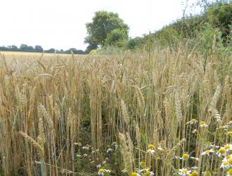 Tenth Road Cornfield 