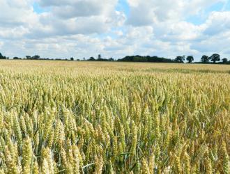 Tenth Road Cornfield