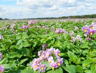 Tenth Road Potato Field